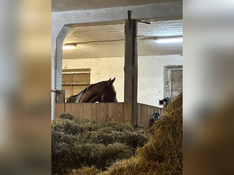 Pura sangre inglés Caballo castrado 18 años 160 cm Alazán in Karlskron