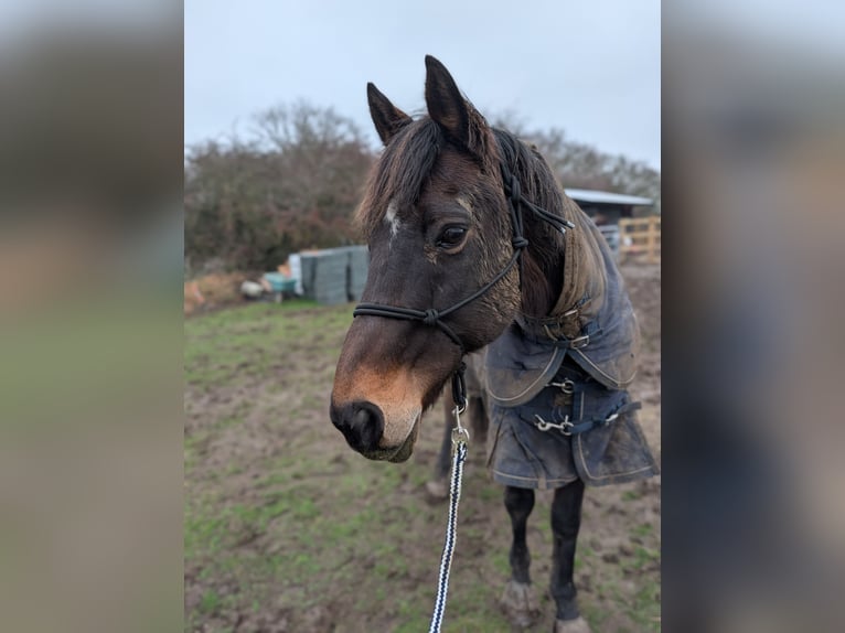 Pura sangre inglés Caballo castrado 18 años in Rochester