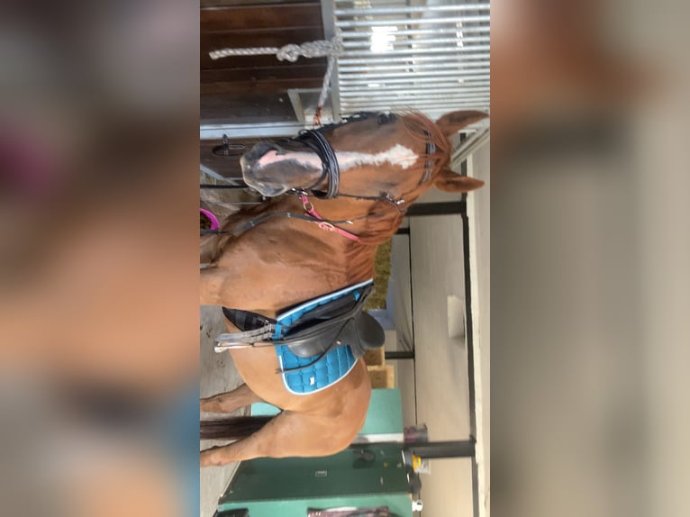 Pura sangre inglés Caballo castrado 19 años 160 cm Alazán in Gunzenhausen