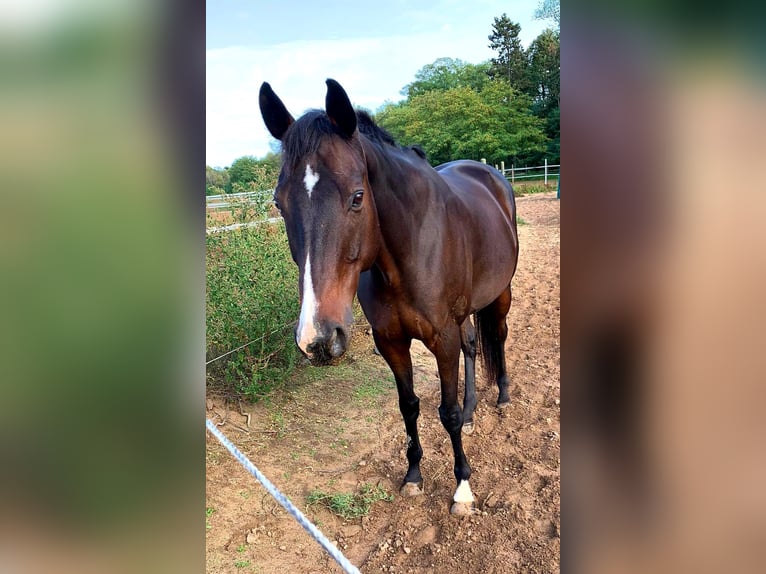 Pura sangre inglés Caballo castrado 19 años 170 cm Castaño in Lotte