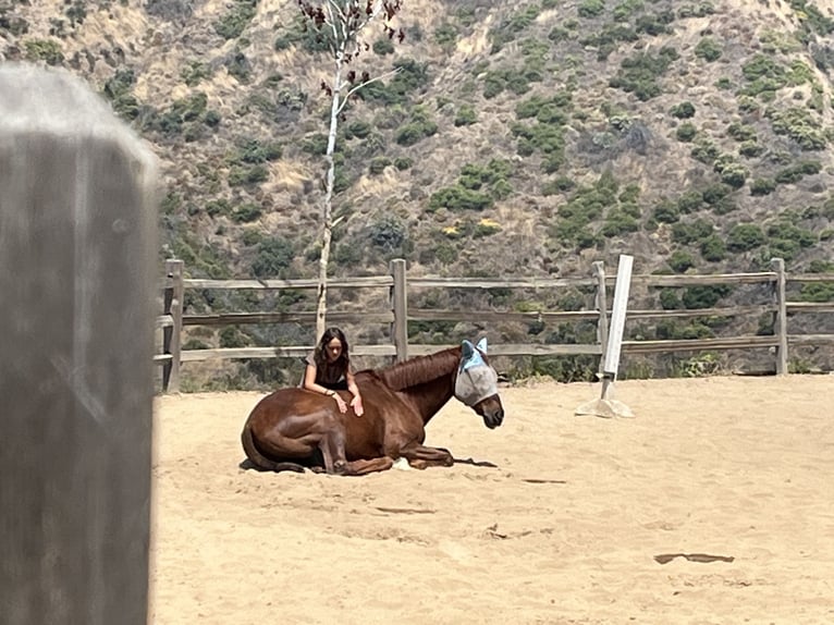 Pura sangre inglés Caballo castrado 20 años 152 cm Castaño rojizo in Los Angeles