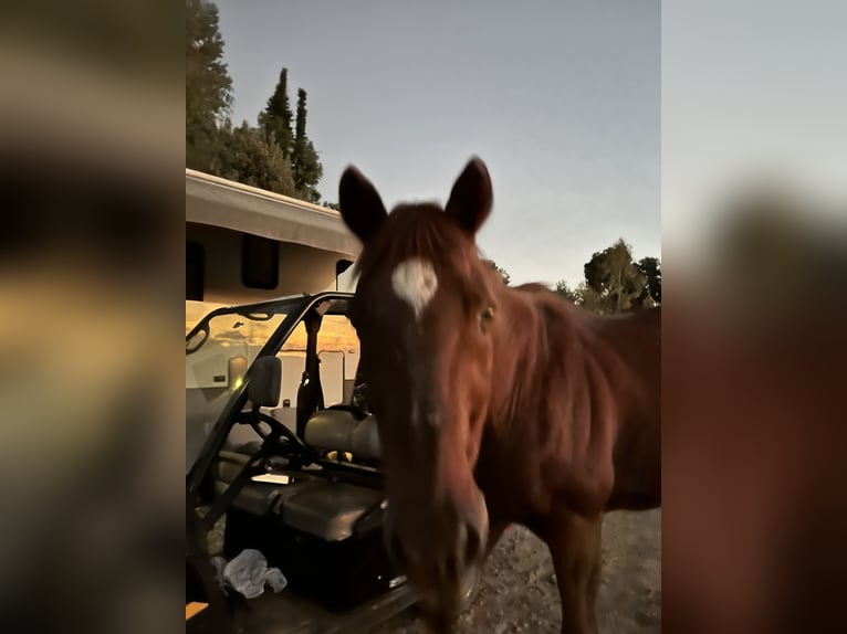 Pura sangre inglés Caballo castrado 20 años 152 cm Castaño rojizo in Los Angeles