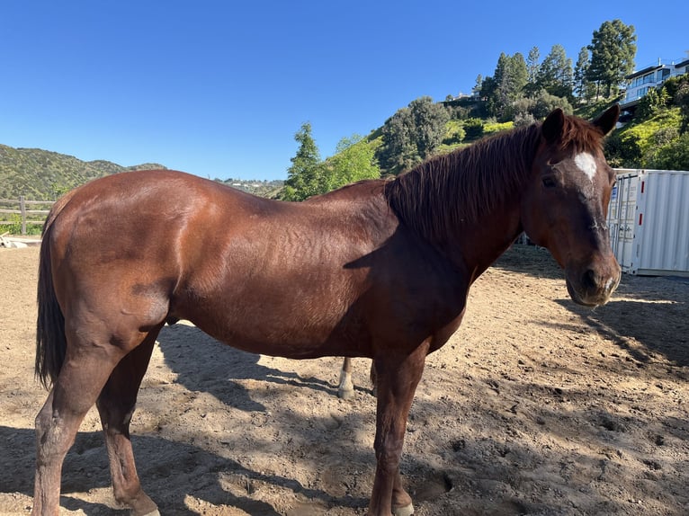 Pura sangre inglés Caballo castrado 20 años 152 cm Castaño rojizo in Los Angeles