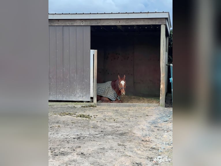 Pura sangre inglés Caballo castrado 20 años 163 cm Alazán-tostado in Mission
