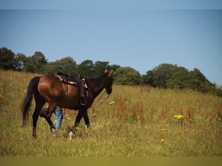 Pura sangre inglés Caballo castrado 21 años 158 cm Castaño in Lézardrieux