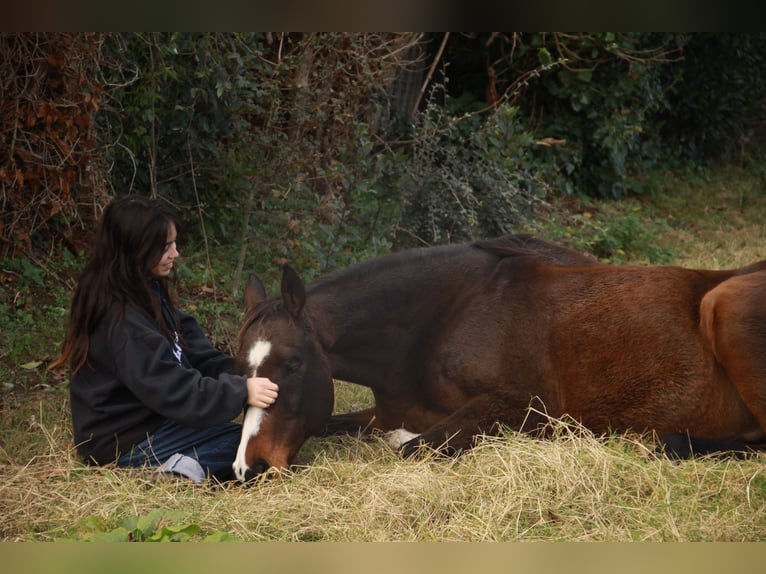 Pura sangre inglés Caballo castrado 21 años 158 cm Castaño in Lézardrieux