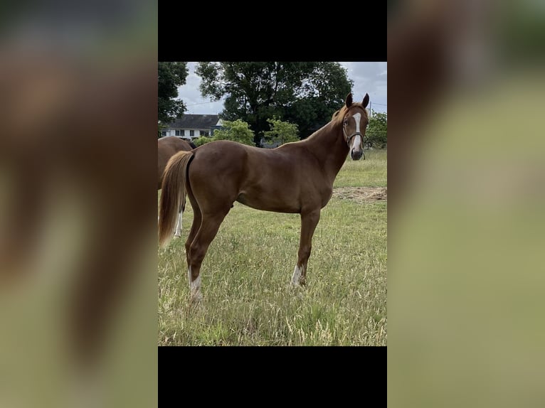 caballos pura sangre in vendita