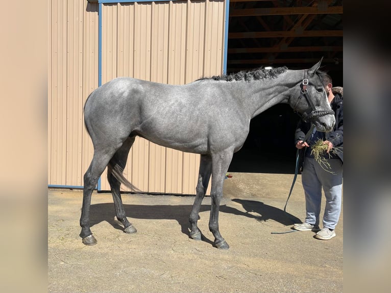 Pura sangre inglés Caballo castrado 2 años 163 cm Tordo in Fort Worth Texas