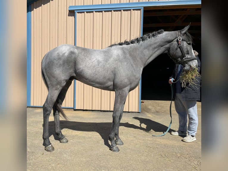 Pura sangre inglés Caballo castrado 2 años 163 cm Tordo in Fort Worth Texas