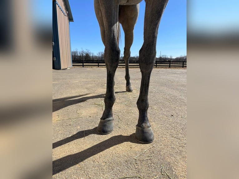 Pura sangre inglés Caballo castrado 2 años 163 cm Tordo in Fort Worth Texas