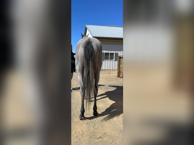 Pura sangre inglés Caballo castrado 2 años 163 cm Tordo in Fort Worth Texas