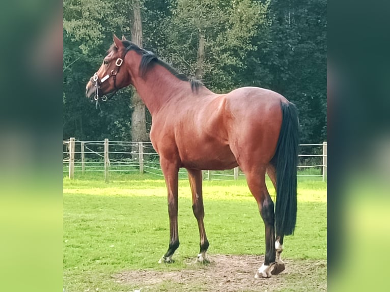 Pura sangre inglés Caballo castrado 2 años Castaño in Schlo&#xDF; Arrff