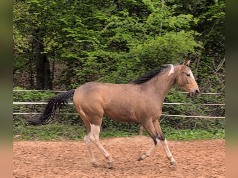 Pura sangre inglés Mestizo Caballo castrado 3 años 153 cm Pío in Beckingen