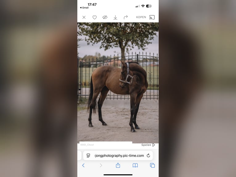 Pura sangre inglés Caballo castrado 3 años 157 cm Castaño oscuro in Bladel