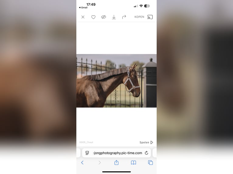 Pura sangre inglés Caballo castrado 3 años 157 cm Castaño oscuro in Bladel