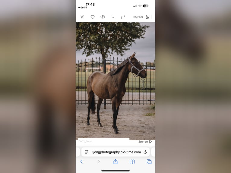 Pura sangre inglés Caballo castrado 3 años 157 cm Castaño oscuro in Bladel