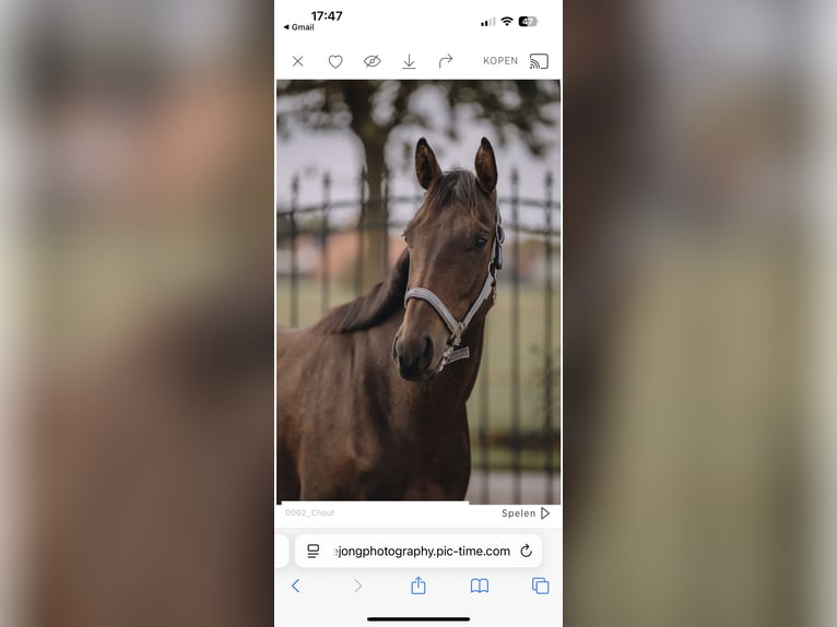 Pura sangre inglés Caballo castrado 3 años 157 cm Castaño oscuro in Bladel