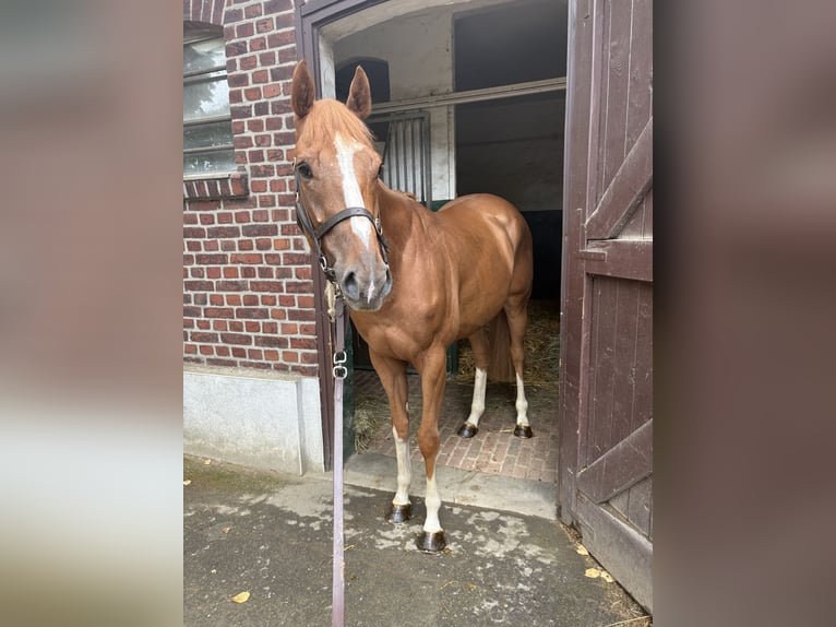 Pura sangre inglés Caballo castrado 3 años 160 cm Alazán in KrefeldKrefeld