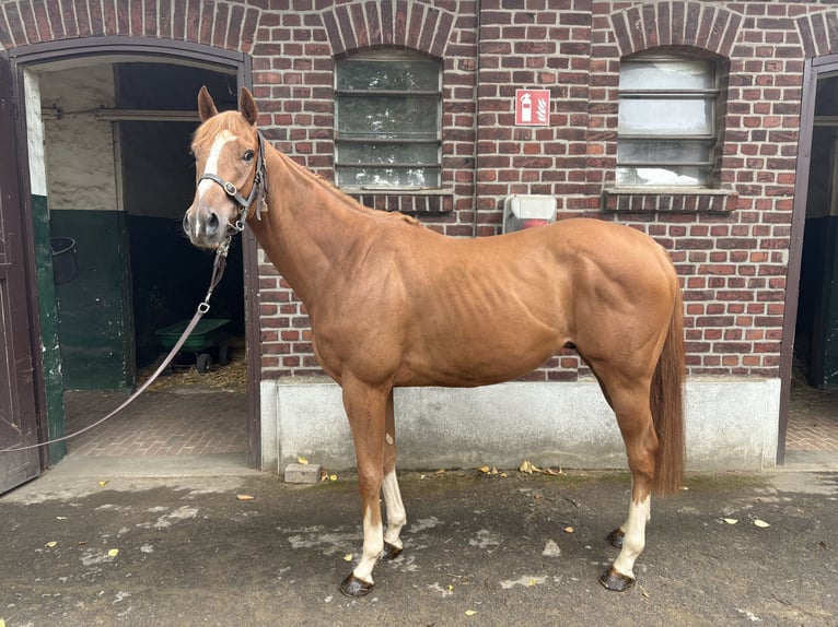 Pura sangre inglés Caballo castrado 3 años 160 cm Alazán in KrefeldKrefeld
