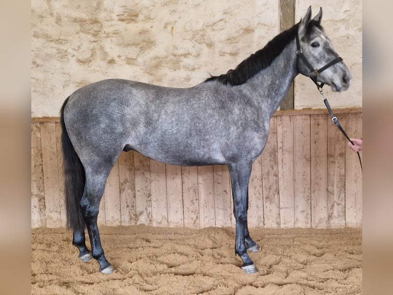 Pura sangre inglés Caballo castrado 3 años 160 cm Tordo rodado in Neuenhagen
