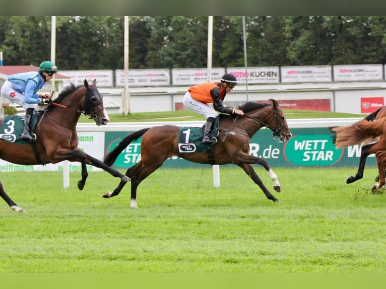 Pura sangre inglés Caballo castrado 3 años 162 cm Castaño in Neuenhagen