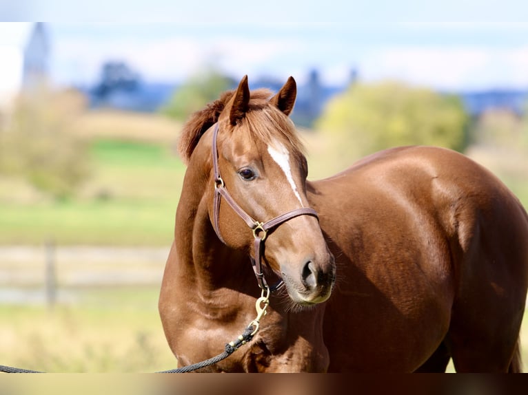 Pura sangre inglés Caballo castrado 3 años 163 cm Alazán-tostado in Fort Collins