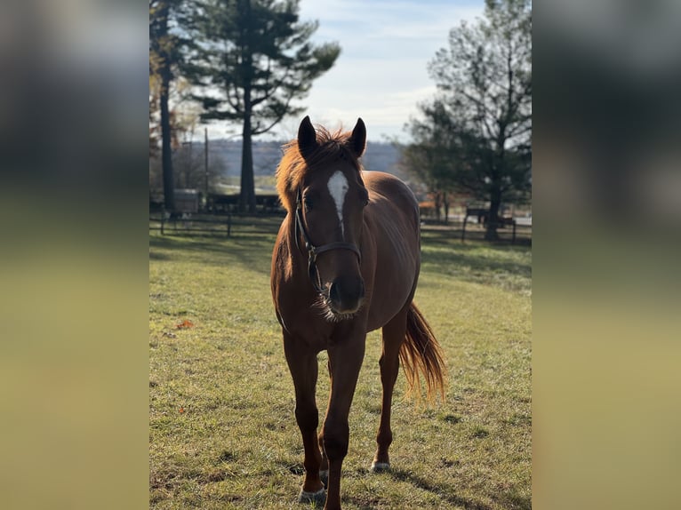 Pura sangre inglés Caballo castrado 3 años 163 cm Alazán-tostado in Fort Collins