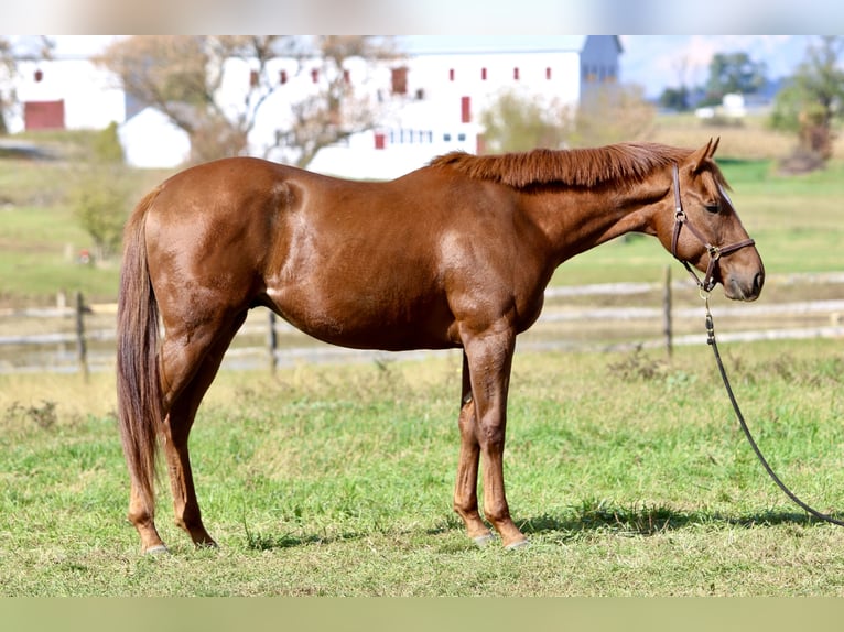 Pura sangre inglés Caballo castrado 3 años 163 cm Alazán-tostado in Fort Collins