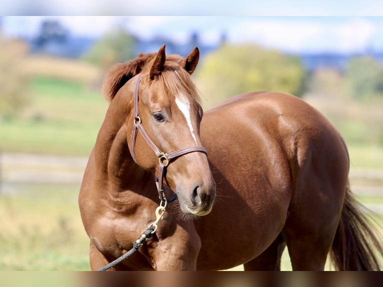 Pura sangre inglés Caballo castrado 3 años 163 cm Alazán-tostado in Fort Collins