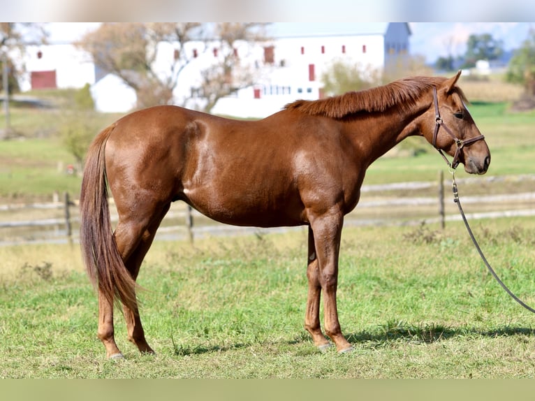 Pura sangre inglés Caballo castrado 3 años 163 cm Alazán-tostado in Fort Collins