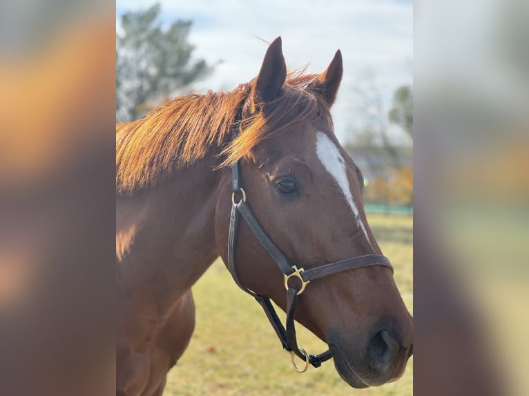 Pura sangre inglés Caballo castrado 3 años 163 cm Alazán-tostado in Fort Collins