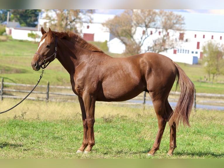 Pura sangre inglés Caballo castrado 3 años 163 cm Alazán-tostado in Fort Collins