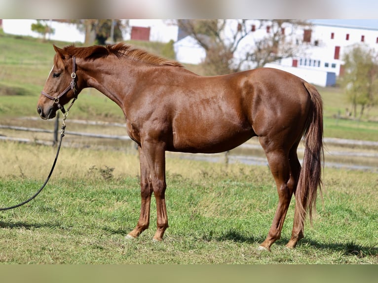 Pura sangre inglés Caballo castrado 3 años 163 cm Alazán-tostado in Fort Collins