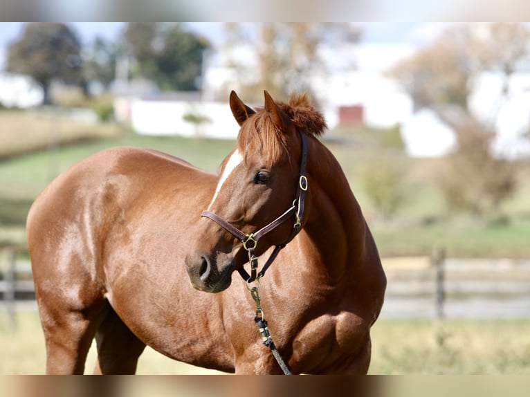 Pura sangre inglés Caballo castrado 3 años 163 cm Alazán-tostado in Fort Collins