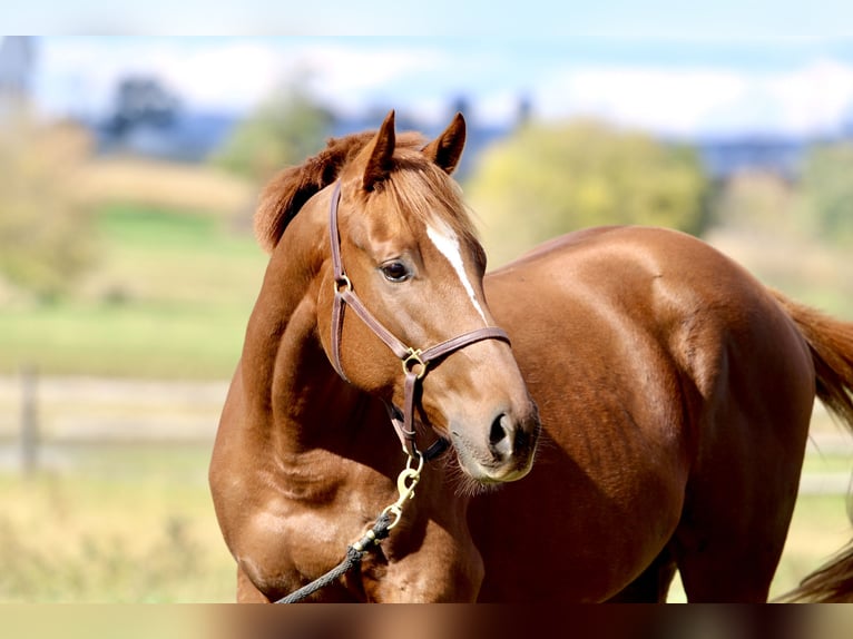 Pura sangre inglés Caballo castrado 3 años 163 cm Alazán-tostado in Fort Collins