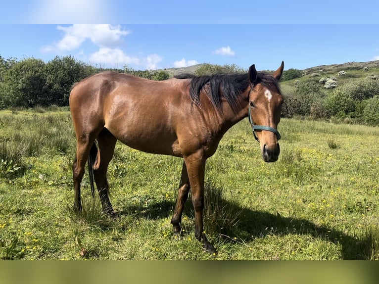 Pura sangre inglés Caballo castrado 3 años 163 cm Castaño rojizo in Cork