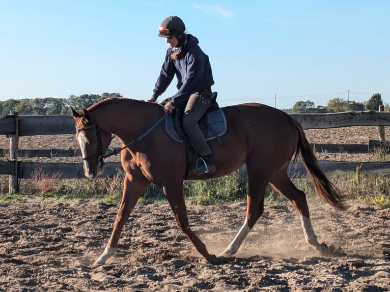 Pura sangre inglés Caballo castrado 3 años 165 cm Alazán in Möser