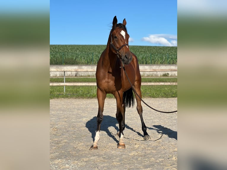 Pura sangre inglés Caballo castrado 3 años 165 cm Castaño rojizo in Wolxheim