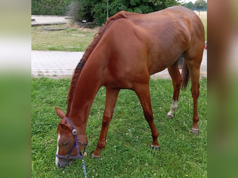 Pura sangre inglés Caballo castrado 3 años 167 cm Alazán in Neuss