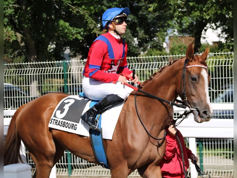 Pura sangre inglés Caballo castrado 3 años 167 cm Alazán in Neuss