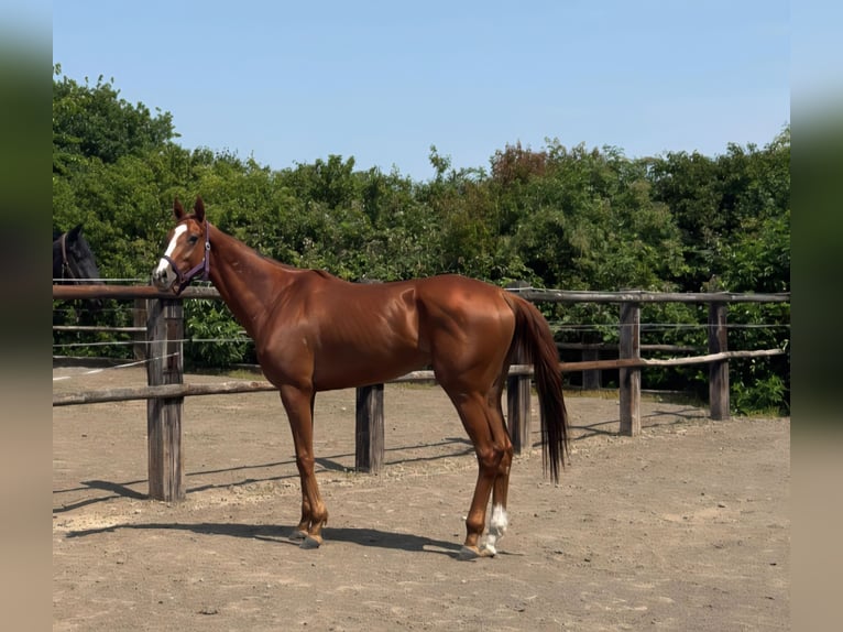 Pura sangre inglés Caballo castrado 3 años 167 cm Alazán in Neuss
