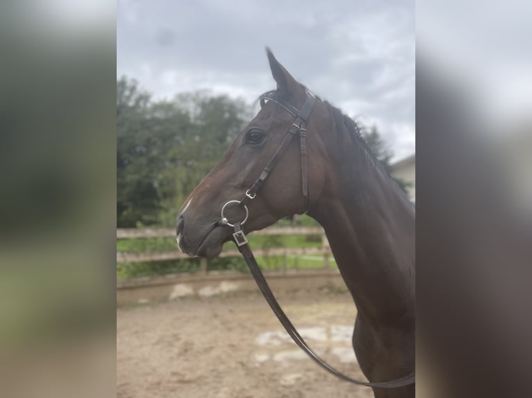 Pura sangre inglés Caballo castrado 3 años 167 cm Morcillo in SeehamSeeham