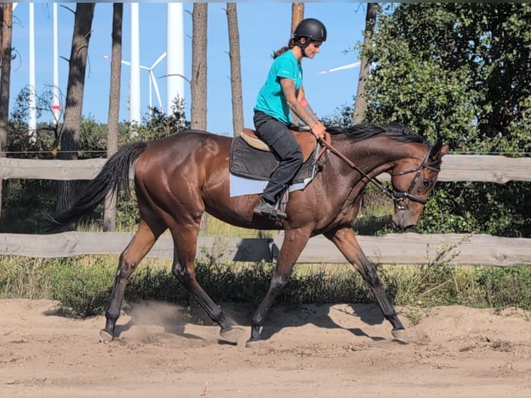 Pura sangre inglés Caballo castrado 3 años 170 cm Castaño oscuro in M&#xF6;ser