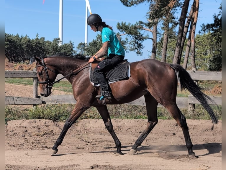 Pura sangre inglés Caballo castrado 3 años 170 cm Castaño oscuro in M&#xF6;ser