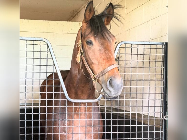 Pura sangre inglés Caballo castrado 3 años 173 cm Castaño claro in Florida