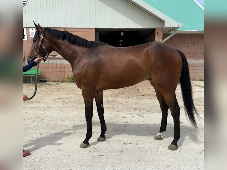 Pura sangre inglés Caballo castrado 3 años 173 cm Castaño claro in Florida