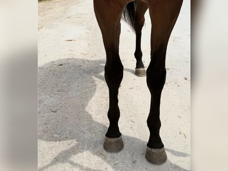 Pura sangre inglés Caballo castrado 3 años 173 cm Castaño claro in Florida