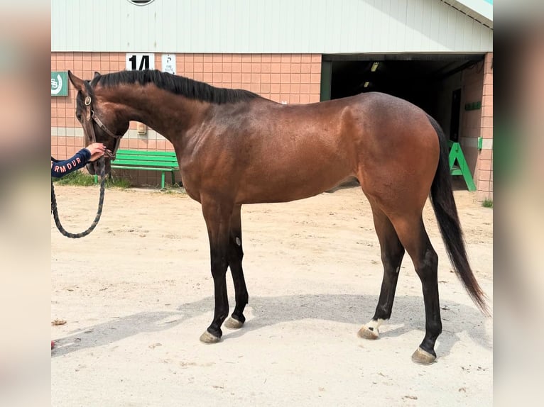 Pura sangre inglés Caballo castrado 3 años 173 cm Castaño claro in Florida