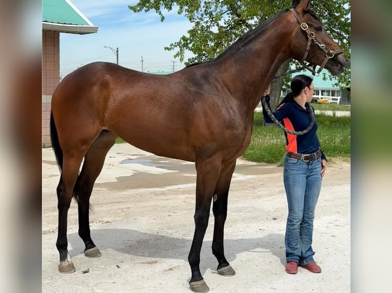 Pura sangre inglés Caballo castrado 3 años 173 cm Castaño claro in Florida