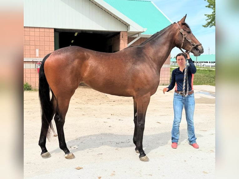 Pura sangre inglés Caballo castrado 3 años 173 cm Castaño claro in Florida